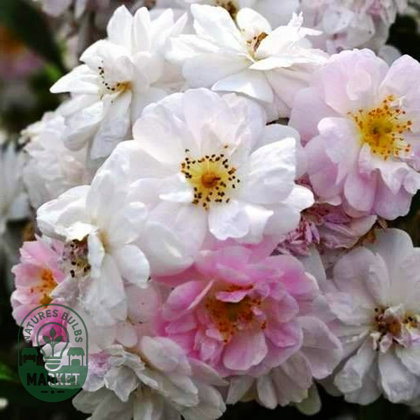 Paul's Hymalayan Musk