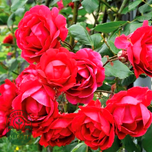 Paul's Scarlet Climber