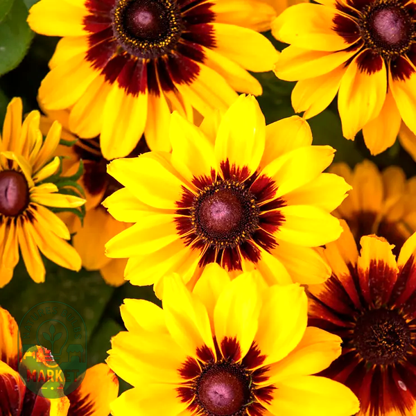 Pawnee Spirit Rudbeckia Seeds