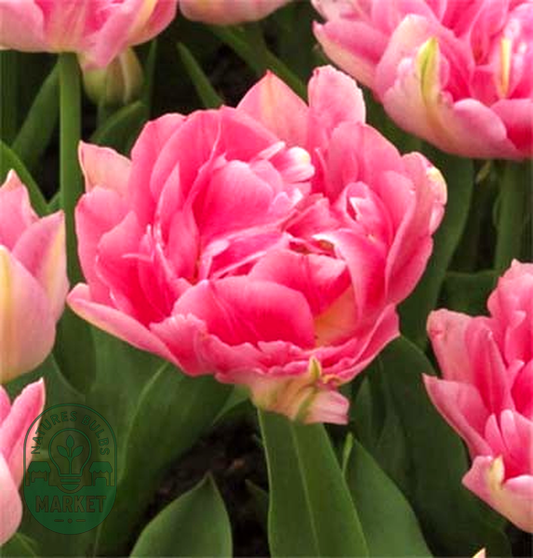 Peach Blossom
