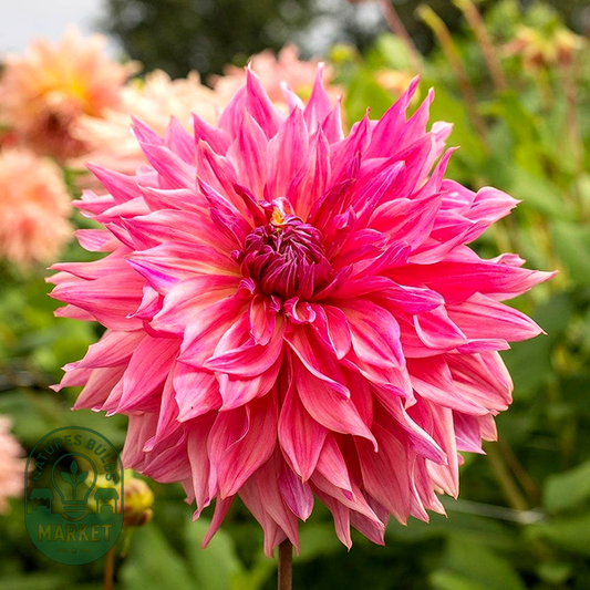 Penhill Dark Monarch