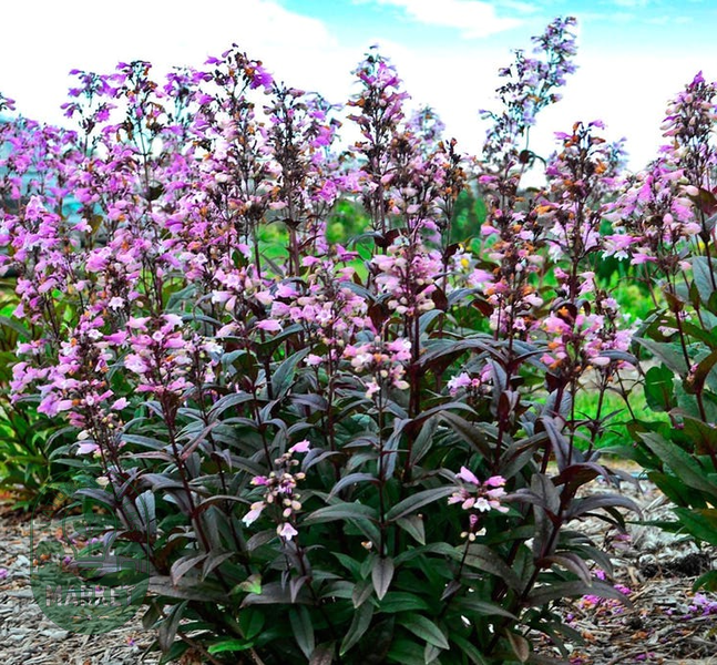 Penstemon 'Blackbeard' Beardtongue