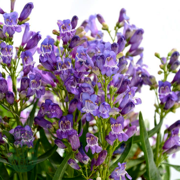 Penstemon Blue Rock Candy®