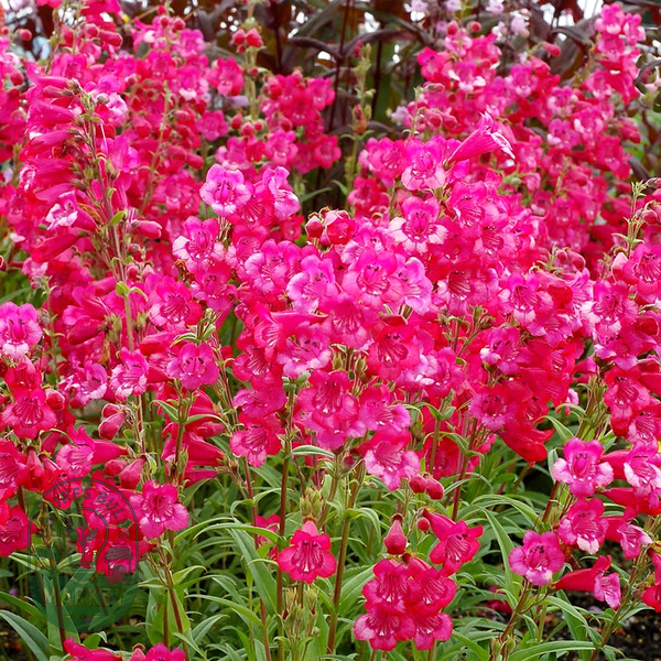 Penstemon Cha Cha™ 'Hot Pink' Beardtongue
