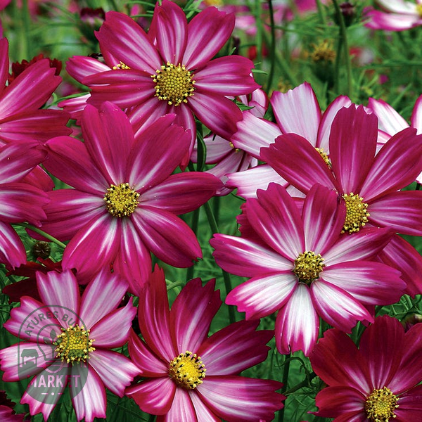 Peppermint Candy Cosmos Seeds