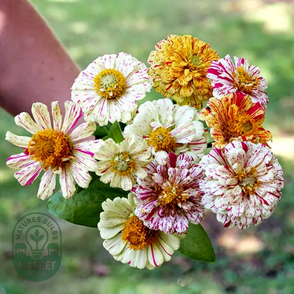 Peppermint Stick Zinnia Seeds
