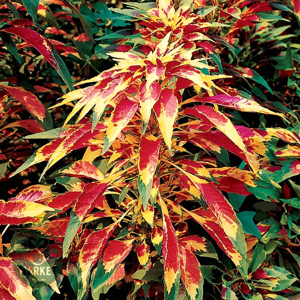 Perfecta Amaranthus Seeds