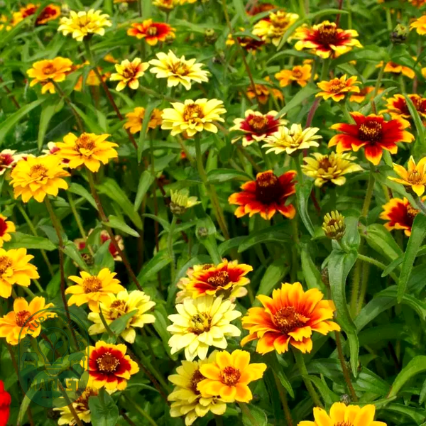 Persian Carpet Mix Mexican Zinnia Seeds