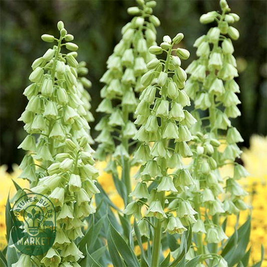 Persica Alba