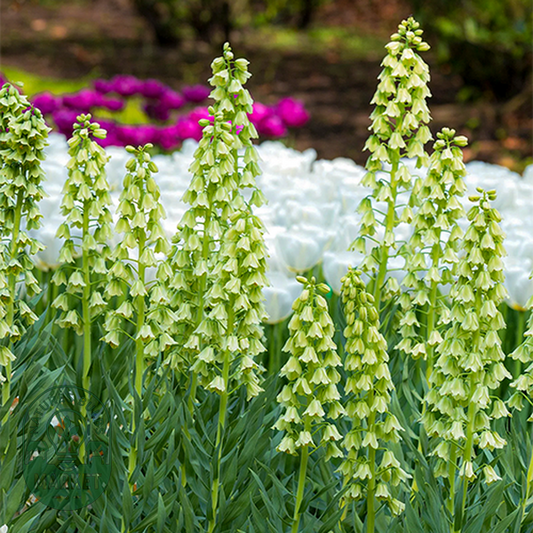 Persica Ivory Bells