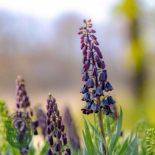 Persica Purple Favorite