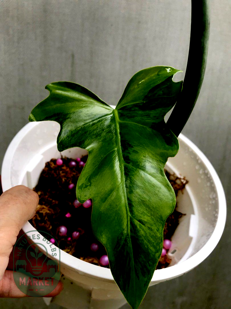 Philodendron radiatum