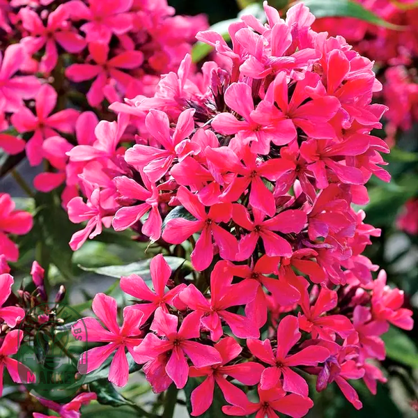 Phlox 'Cleopatra'