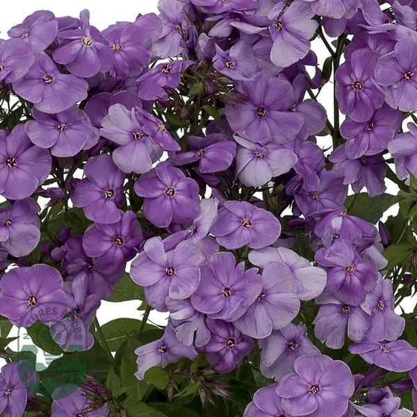 Phlox Flame® Purple