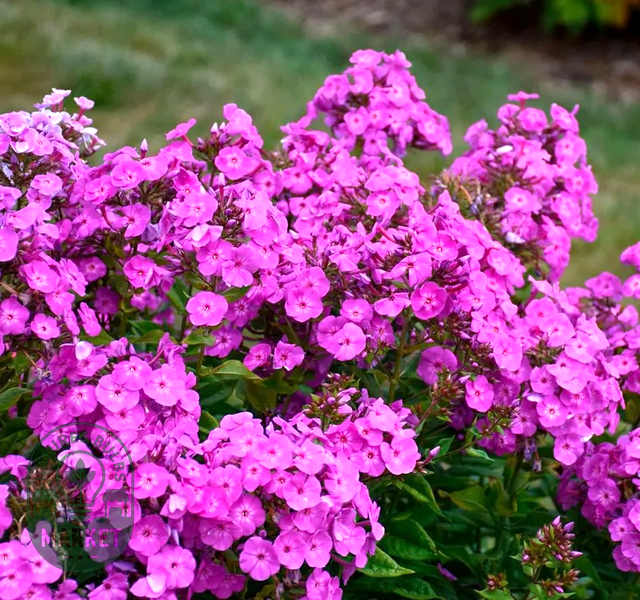 Phlox Garden Girls® 'Cover Girl' Garden Phlox