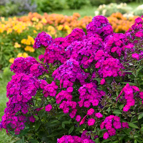 Phlox Luminary™ 'Ultraviolet'