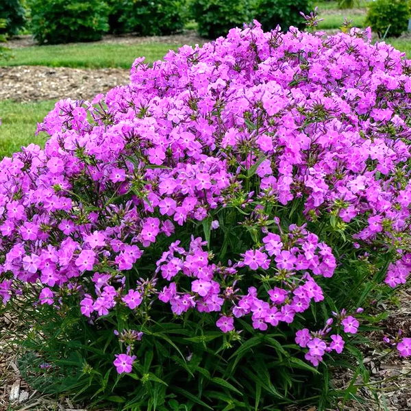 Phlox 'Opening Act Romance'
