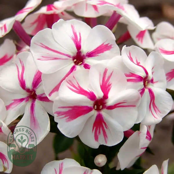 Phlox Paniculata 'Twister'