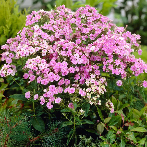 Phlox 'Starburst'