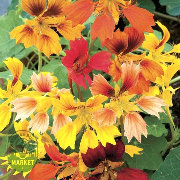 Phoenix Nasturtium Seeds