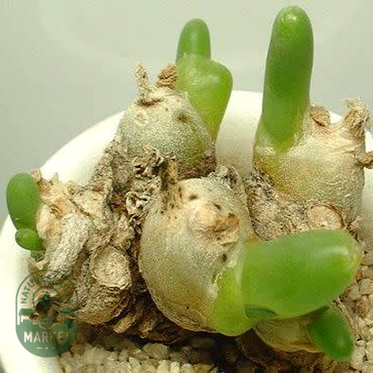 Phyllobolus digitatus