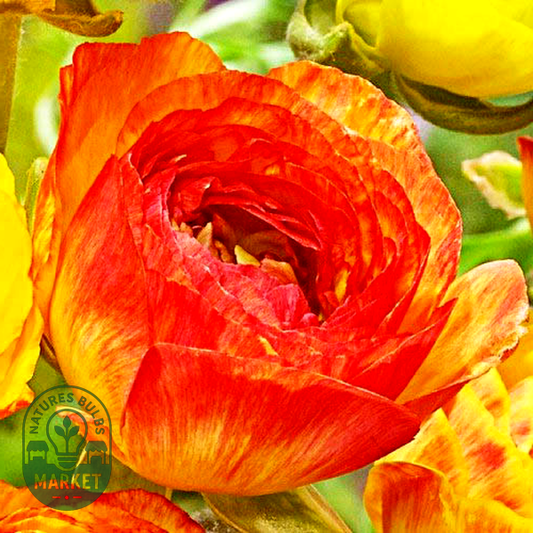 Picotee Orange