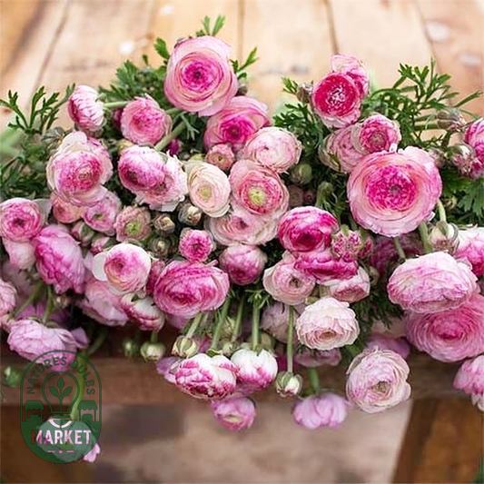 Picotee Roze