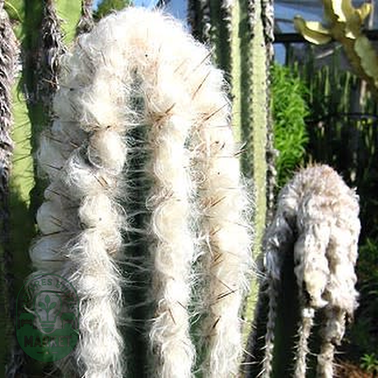 Pilosocereus leucocephalus