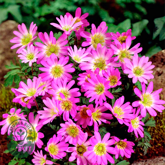 Pink Star