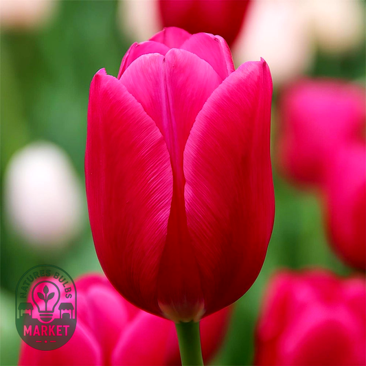 Pink Ardour