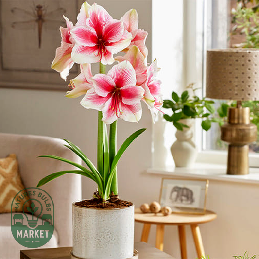 Pink Beauty