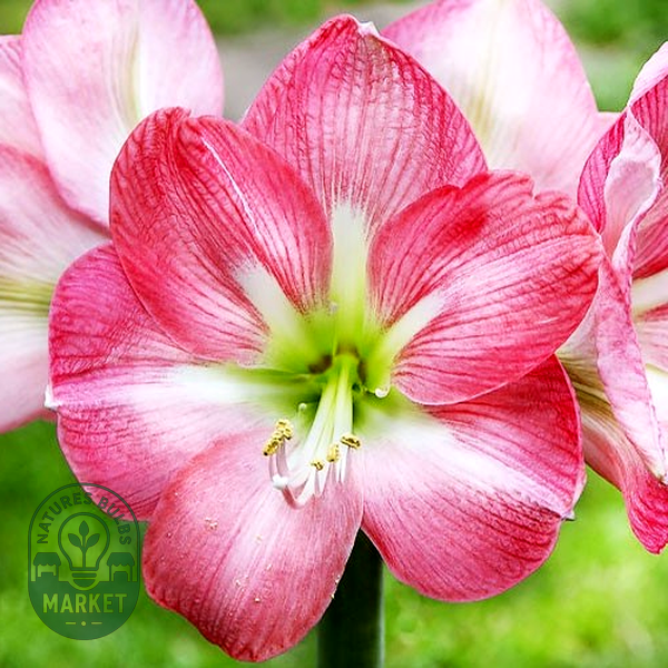 Pink Collor