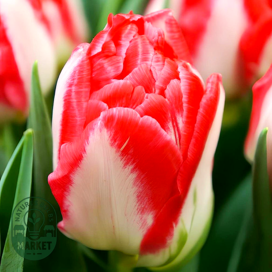 Pink Delight