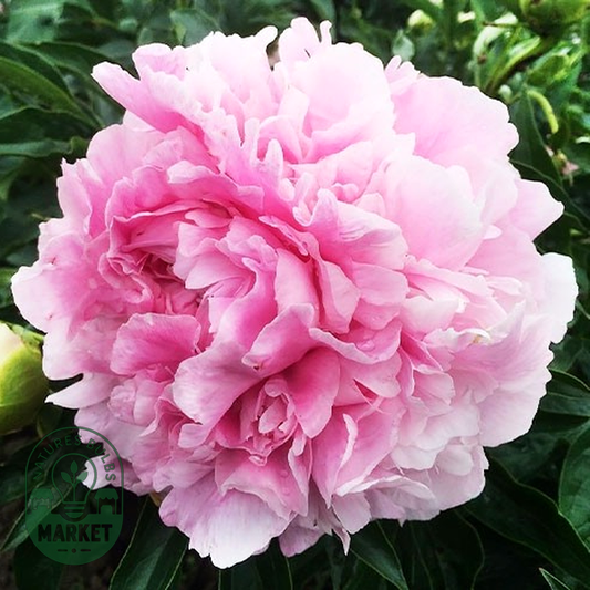 Pink Giant
