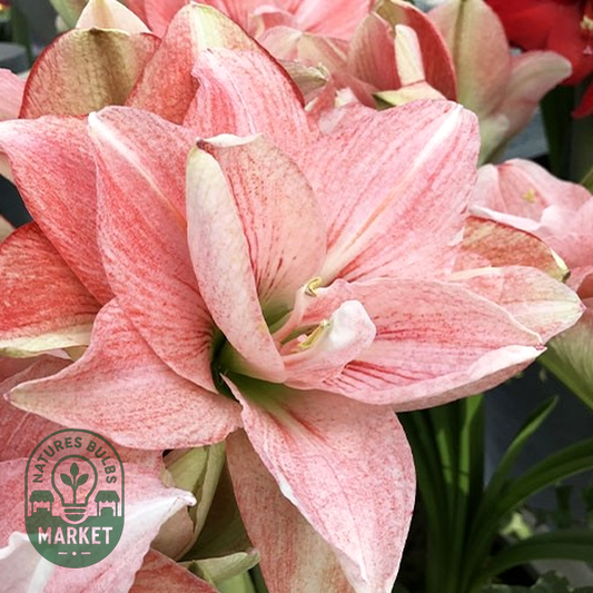Pink Glory