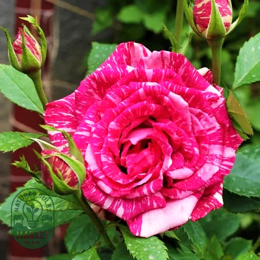 Pink Intuition