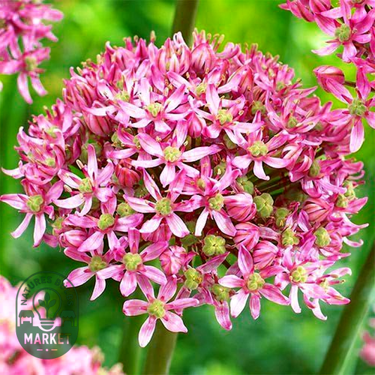 Pink Jewel