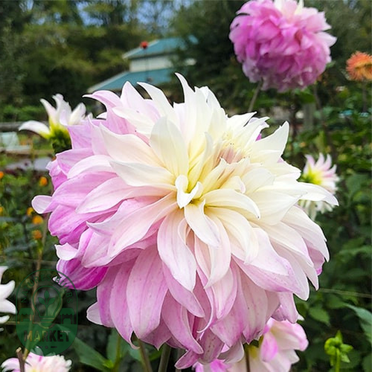 Pink Petticoat