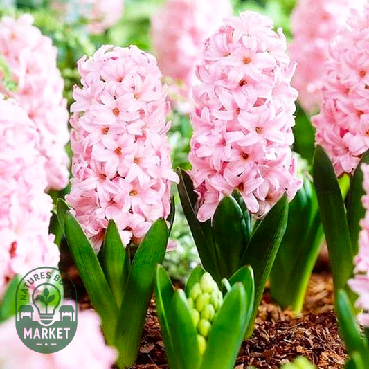 Pink Surprise