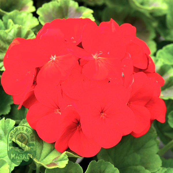Pinto™ Premium Deep Red Hybrid Geranium Seeds