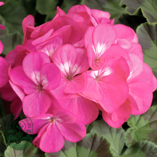 Pinto™ Premium Deep Rose Hybrid Geranium Seeds