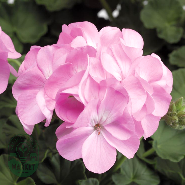 Pinto™ Premium Lavender Geranium Seeds