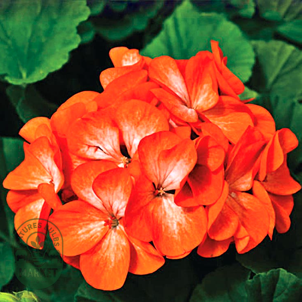 Pinto™ Premium Orange Geranium Seeds