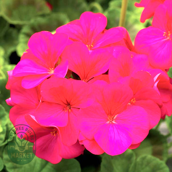 Pinto™ Premium Violet Hybrid Geranium Seeds