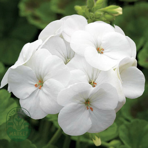 Pinto™ Premium White F1 Geranium Seeds