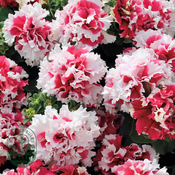 Pirouette Red Double Petunia Seeds