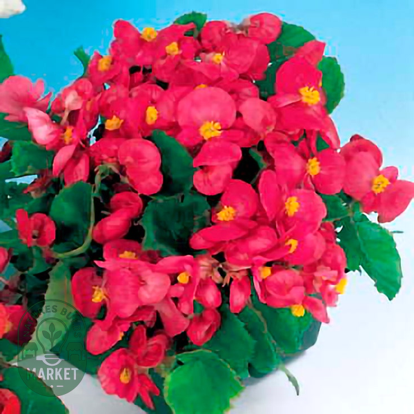 Pizzazz Deep Rose Begonia Seeds