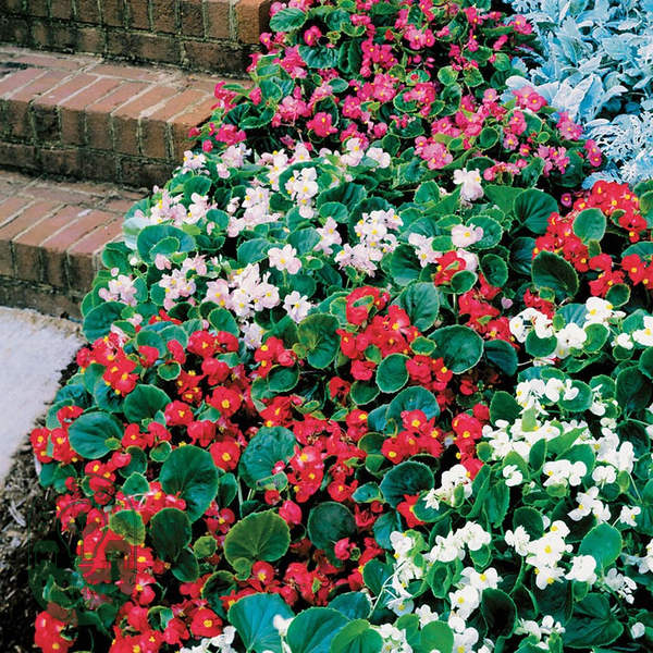 Pizzazz Mix Begonia Seeds