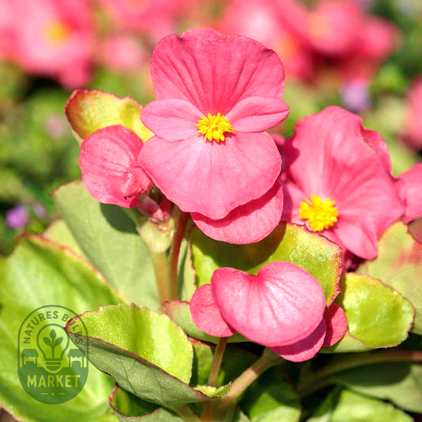 Pizzazz Pink Begonia Seeds