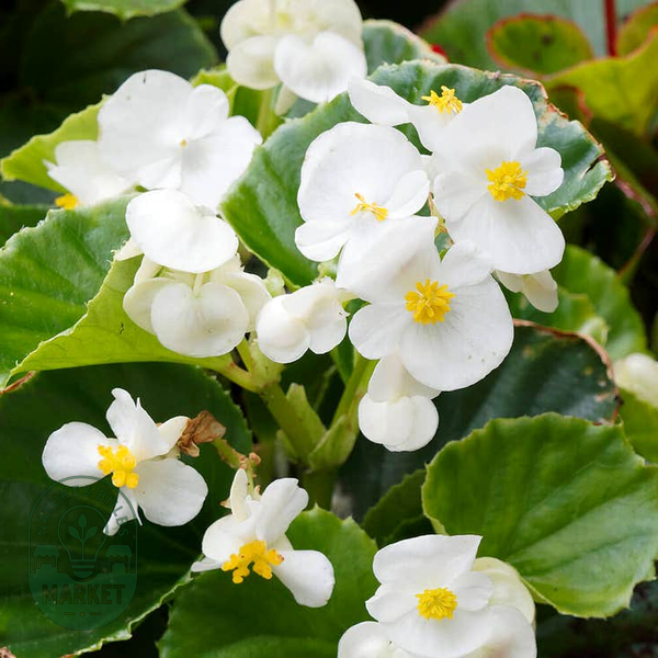 Pizzazz White Begonia Seeds